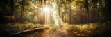 Fototapeta  - sun shining in the forest, Generative AI