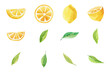 Vector watercolor illustration of lemons and leaves.