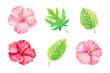 Vector watercolor illustration of hibiscus flowers and leaves.