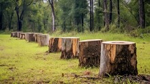 Silent Witnesses: A Row Of Tree Stumps In A Deforested Area, Serving As Silent Witnesses To The Destruction Of Ecosystems | Generative Ai
