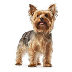 Wall Mural - Yorkshire Terrier dog satnding isolated  in front of a white background, ai generative.