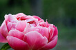 flowering of a delicately pink peony of amazing beauty from a close distance