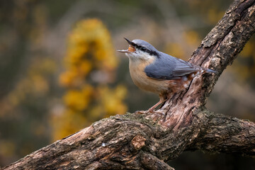 Aufkleber - A close up of a nuthatch as it is perched on a branch feeding. Its mouth is open and full of food