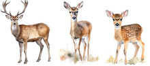 Watercolour Illustration Collection Of Red Deers Isolated On White Background As Transparent PNG, Generative AI Animal Clipart Bundle
