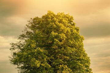 Wall Mural - Green tree shot against cloudy sky.