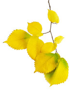 Yellow Leaves On A Twig On Isolated Background. Autumn. Design Element