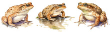 Watercolour Illustration Collection Of Common Toads Isolated On White Background As Transparent PNG, Generative AI Animal Clipart Bundle