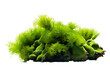 Green Aquatic Mosses Isolated on a Transparent Background. AI