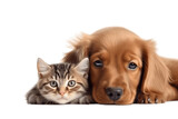 Fototapeta Zwierzęta - Dog and Cute Kitten Snuggled Together on a Transparent Background. AI