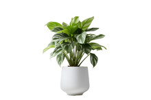 Modern House Plant With White Pot On Transparent Background. AI