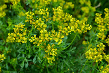 Common Rue Yellow Flowers - Latin Name - Ruta Graveolens.