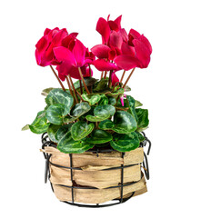 Wall Mural - rustic home made flower pot with cyclamen flowers isolated on transparent background for vintage home decoration template