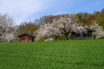 Sticker - Spring scenic with flowering cherry trees