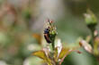 Marienkäferlarven fressen Blattläuse an Rosen - biologischer Pflanzenschutz