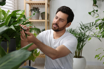 Canvas Print - Man wiping leaves of beautiful potted houseplants indoors