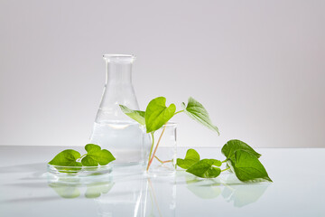 Wall Mural - Laboratory glassware decorated with several green fish mint leaves. Fish mint (Houttuynia cordata) has been used for hundreds of years in Asia