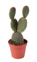 Wall Mural - Beautiful green Opuntia cactus in pot on white background