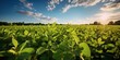 AI Generated. AI Generative. Farm harvest green soybean field. Outdoor nature plant vegetable organic eco product. Graphic Art