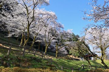 Wall Mural - 【神奈川県】春の津久井湖城山公園  桜並木