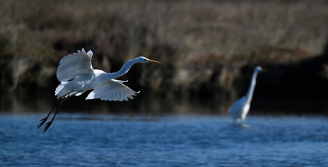 Canvas Print - Great egret // Silberreiher (Ardea alba) - Greece