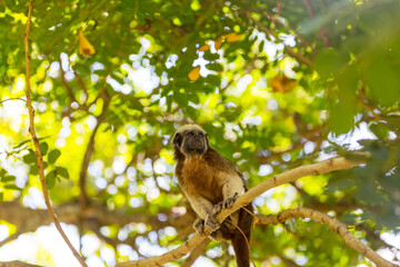 Wall Mural - Tamarin