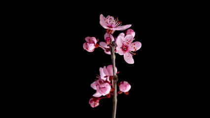 Wall Mural - 4K Time Lapse of blossoming branch with pink Cherry blossom flowers, springtime. Time-lapse spring tree branch with flowers and buds, isolated on black background.