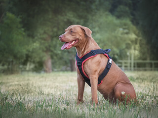 Cute dog walking in a meadow in green grass against the background of trees. Closeup, outdoor. Day light. Concept of care, education, obedience training and raising pets