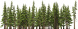 fir tree forest conifers hq arch viz cutout, lens 200 mm 3d render plants