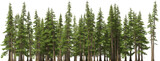 Fototapeta Las - fir tree forest conifers hq arch viz cutout, lens 200 mm 3d render plants