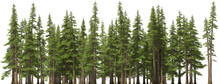 Fir Tree Forest Conifers Hq Arch Viz Cutout, Lens 200 Mm 3d Render Plants