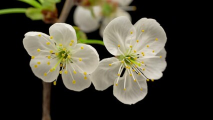 Wall Mural - 4K Time Lapse of blooming white Cherry flowers on black background. Spring timelapse of flowering flowers on branches Cherry tree.