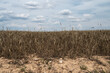 © Marcos - A dry wheat field  affected by a drought
