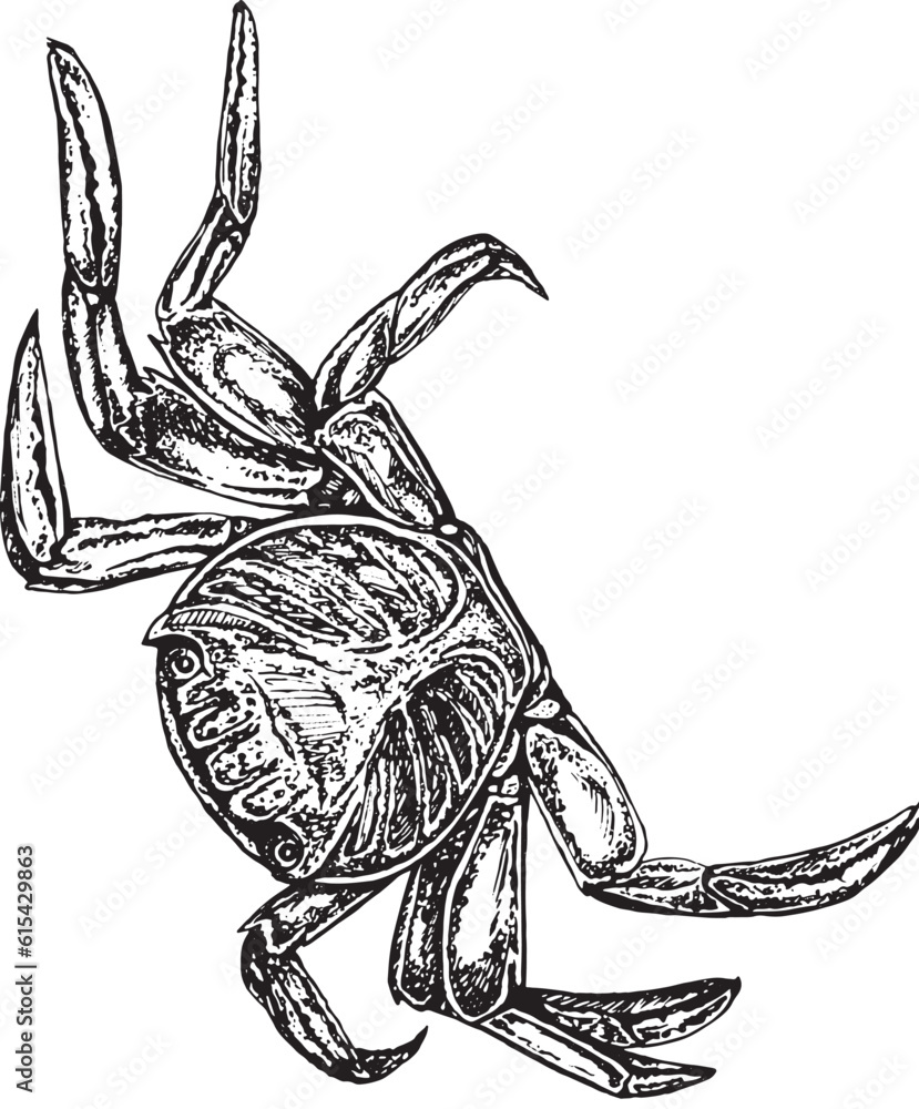 Illustration in black and white graphics sea crab isolated on white ...
