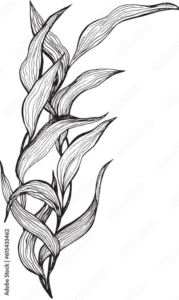 Illustration in black and white graphic seaweed isolated on white ...