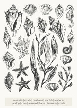 Black Ink Sketch Of Seashells, Seaweed, Corals, Starfish, Seahorse