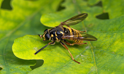 Wall Mural - A black and yellow fly Syrphidae mimicking a wasp sits on an oak leaf.