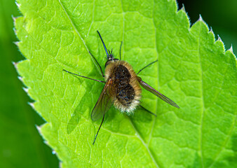 Wall Mural - A small fluffy fly Bombyliidae sits on a green leaf.