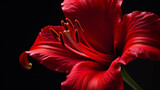 Close up macro red flower amaryllis plant studio shot on black background. Generative AI technology.