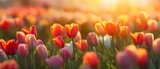 Fototapeta Tulipany - A field of tulips at sunrise. Generative AI