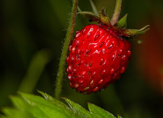 Sticker - Ripe red strawberries hanging from the stem.