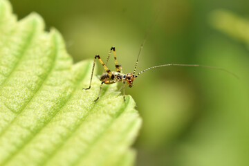 Wall Mural - A young grasshopper on a plant leaf.