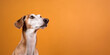 © paffy - Curious Arabian saluki dog looking to side at blank copy space, on orange background. AI generative.