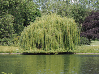 Wall Mural - Weeping willow tree scient. name Salix babylonica