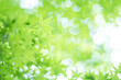 canvas print picture - 京都 夏の空を彩る爽やかな緑色のもみじの葉