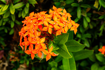 Red Ixora flowers in the tropical garden. 