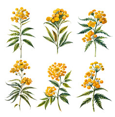 Wall Mural - Watercolor tansy set. Generative Ai