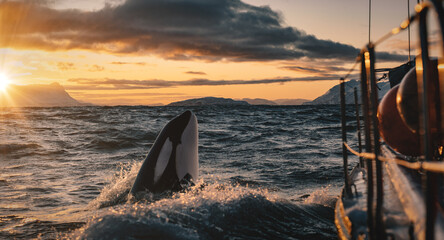 Wall Mural - orca making spy hop in sunset ocean water with splashes, norway background, winter and snow on mount