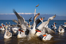 Dalmatian Pelicans (Pelecanus Crispus) Stretching To Catch Fish In Mid-air; Central Macedonia, Greece