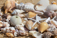 Close-up Of A Collection Of Sea Shells On The Beach; Maui, Hawaii, United States Of America