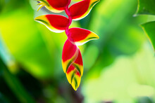 Close-up Of Hanging Lobster Claw Flower (Heliconia Rostrata); Maui, Hawaii, United States Of America